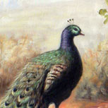 Peacock - unknows - part 1